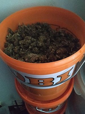Vysokopotenciální konopí šířené dealerem Bushplanet/DonkeyKong (Zdroj: Policie České republiky) Vysokopotenciální konopí šířené dealerem Bushplanet/DonkeyKong (Zdroj: Policie České republiky)
