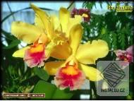 The Orchids Screensaver