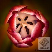 Helicon Focus
