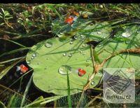 Lotus Pond Animated Wallpaper