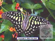 Butterflies Screensaver