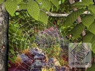 Forest Life 3D Screensaver