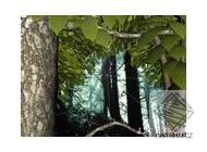 Forest Life 3D screensaver - 7art