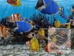 3D Fish School Screensaver