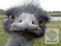 FREE FUNNY ANIMALS SCREENSAVER