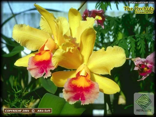 The Orchids Screensaver