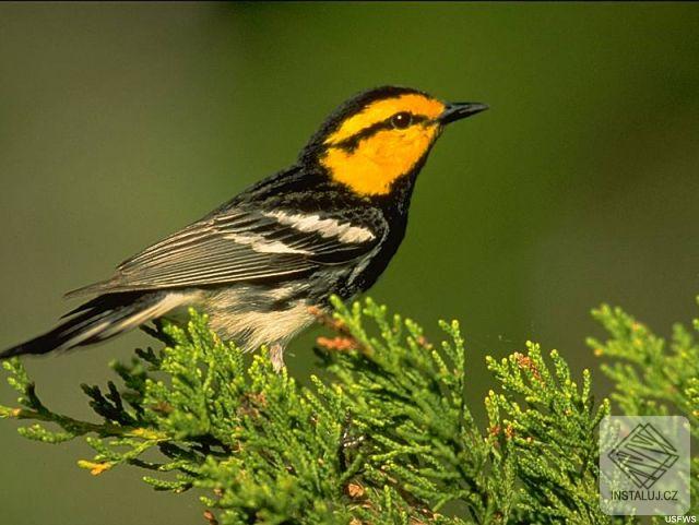 30 Wildlife Scenes Screen Saver