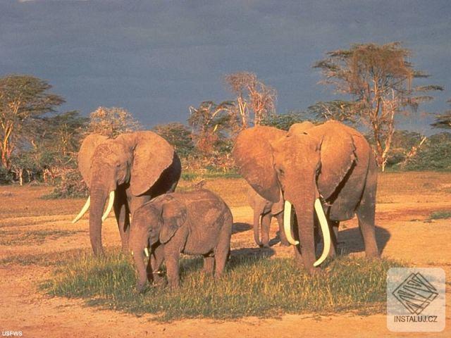 30 Wildlife Scenes Screen Saver