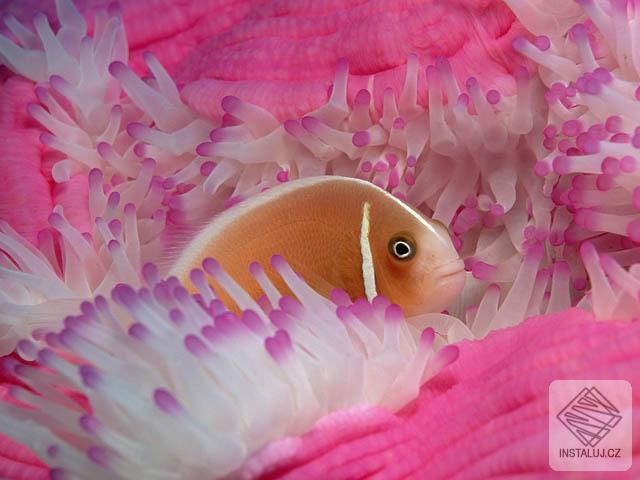 Deep Water Screensaver
