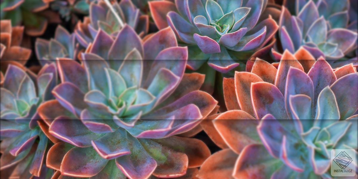 ACDSee Photo Studio Home