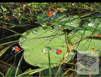 Lotus Pond Animated Wallpaper