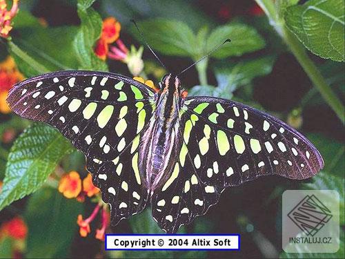 Butterflies Screensaver