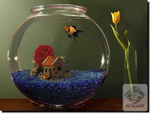 Goldfish Aquarium