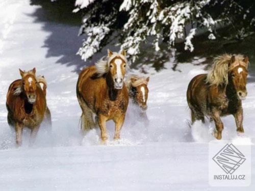 Lovely Animals slideshow screensaver
