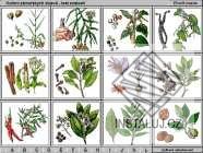 Koření zámořských objevů