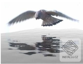 Sqirlz Water Reflections