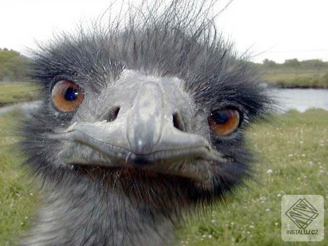 FREE FUNNY ANIMALS SCREENSAVER