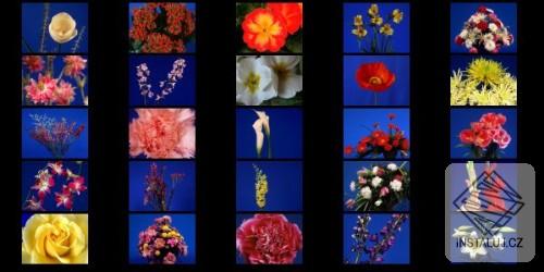 Screensaver: Flowers