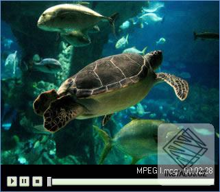 videoplayer_screenshot.jpg